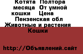 Котята. Полтора месяца. От умной кошки. › Цена ­ 50 - Пензенская обл. Животные и растения » Кошки   